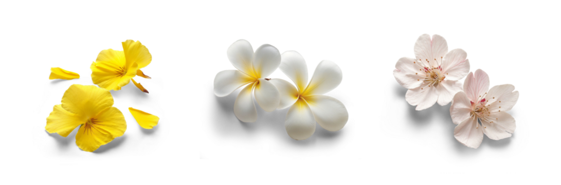 collection set of flowers of cherry blossom, orchid, frangipani, plumeria petals for bouquet and spa romantic and spring - summer bloom concepts, isolated cutout of transparent png background