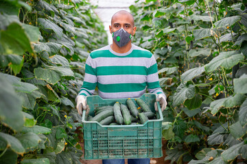 Latin american farmer in medical face mask working in greenhouse, harvesting organic cucumbers....