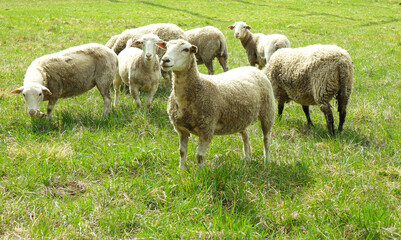 Naklejka na ściany i meble Some sheeps in a field