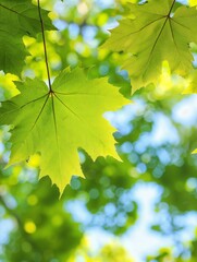 green maple leaves