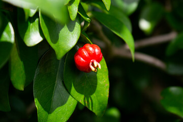 The ripe pitanga fruit (eugenia uniflora), isolated, is easily found in South America and it is...