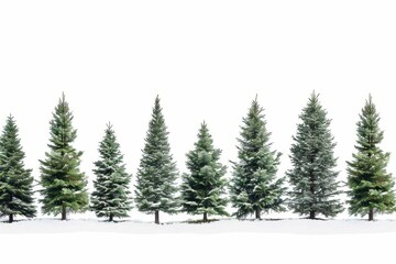 collage of evergreen fir trees isolated on white christmas banner design
