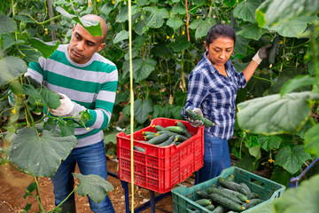 Latin american couple of gardeners working in family greenhouse during harvest of organic cucumbers