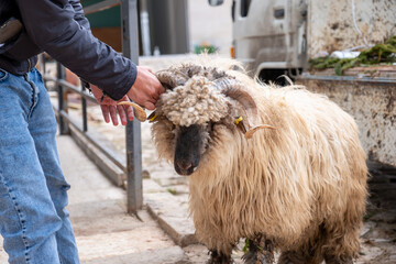 A person holding the horn of a sheep with curly wool in a courtyard, likely preparing for Eid...