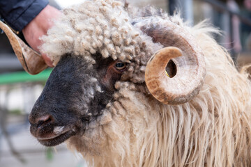 Close-up of a sheep's head showing curly wool and a prominent horn, with its eye peeking through,...