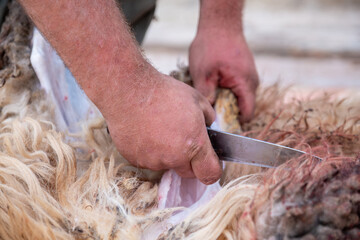 A sheep's neck is being cutted and it is blood is on ground as sacrifice for allah on eid al adha