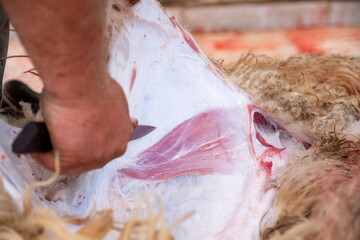 A sheep's neck is being cutted and it is blood is on ground as sacrifice for allah on eid al adha