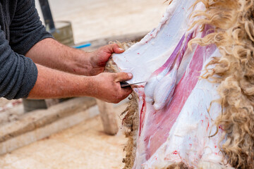 remove sheep skin while being hanged by skilful hands