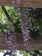 wisteria flowers in a garden