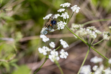 closeup of bee on white flower