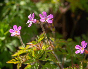 flowers in the garden