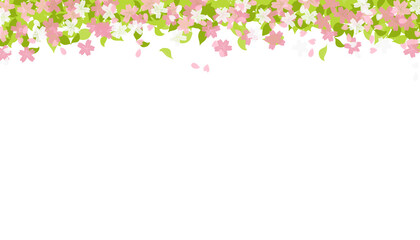 isolated illustration of a blooming cherry blossom frame with a transparency PNG background, card design, banner, Sakura concept, spring time frame, border, 