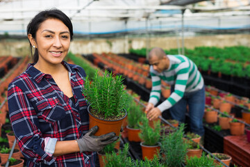 Man and woman gardeners holding pots with aromatic rosemary at greenhouse farm