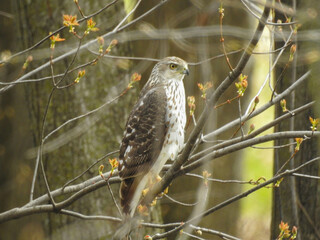 Female Cooper's hawk in stealth mode surveying the forest floor for her next meal