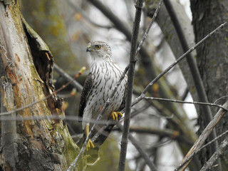 Female Cooper's hawk in stealth mode surveying the forest floor for her next meal