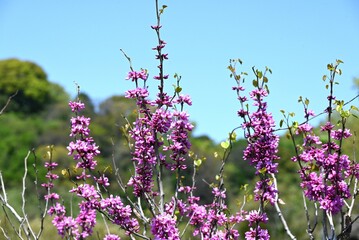 Chinese redbud ( Cercis chinensis ) flowers. Fabaceae deciduous tree. Red-purple butterfly-shaped flowers bloom before the leaves from April to May.