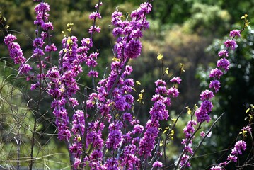 Chinese redbud ( Cercis chinensis ) flowers. Fabaceae deciduous tree. Red-purple butterfly-shaped...