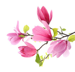 Naklejka na ściany i meble Magnolia plant branch with beautiful flowers isolated on white