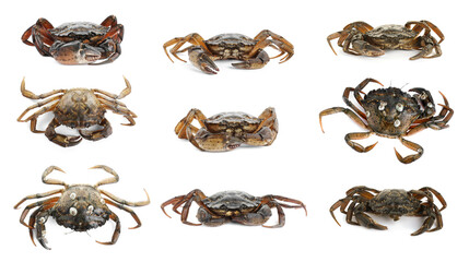 Obraz premium Fresh raw crab isolated on white, set