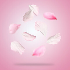 Spring flowers petals in air on pink background. Cherry blossoms