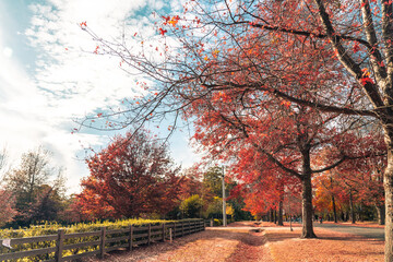 Naklejka na ściany i meble autumn in the park