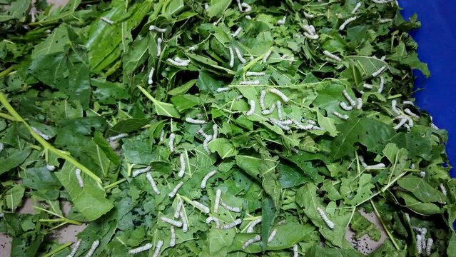 Mysuru, Karnataka, India-April 7 2024; A Close up shot of young Silkworm Larvae feeding on the Mulberry leaves before Cocoon formation in Sericulture farming in  India.
