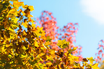 autumn leaves on blue sky background
