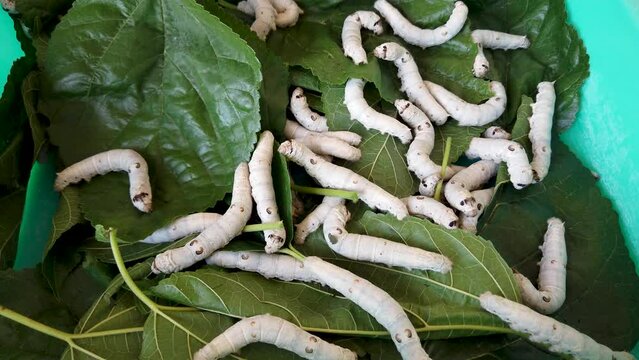 Mysuru, Karnataka, India-April 7 2024; A Close up shot of Adult Silkworm Larvae feeding on the Mulberry leaves before Cocoon formation in Sericulture farming in India.
