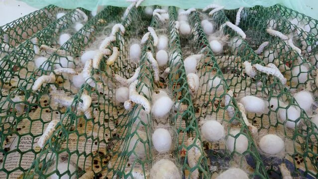 Mysuru, Karnataka, India-April 7 2024; Adult Silkworm Larvae in the process of building Cocoons which are used in Sericulture farming to extract raw silk used in Textile industry in India.