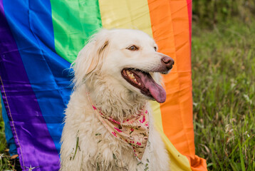 perra usando una pañoleta y de fondo la bandera gay 