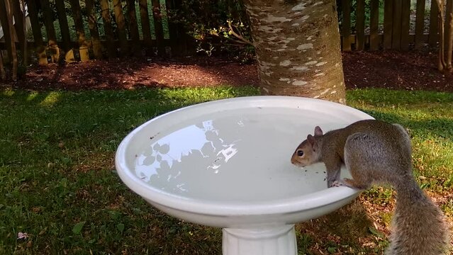 american grey squirrel drinking water in birdbath