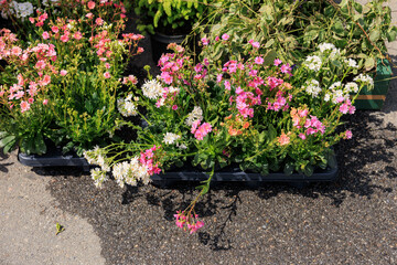A row of potted plants with pink and white flowers sit on a sidewalk