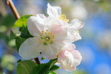 A white flower with yellow centers is blooming on a tree branch