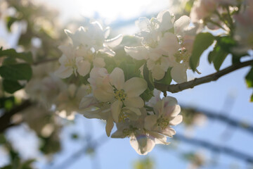 A tree with white flowers is in the sun