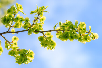 Tree branch with green leaves and a blue sky in the background