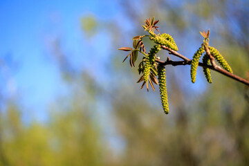 Tree branch with green leaves and buds