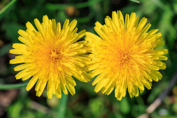 Two yellow flowers are in a field of green grass