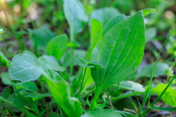 Bunch of green plants are growing in a field, medicinal plantain