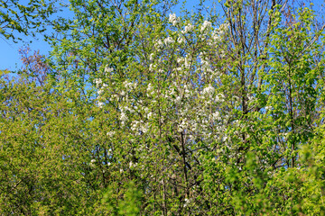 A tree with white flowers is in a forest