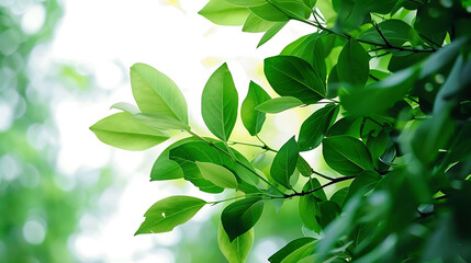 selective focus on lush green foliage against isolated background