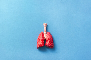 Model of the human lungs organ on blue background. Pulmonology concept. Diagnosis and treatment of diseases of respiratory tract. Selective focus, copy space