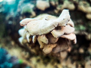 WHite Mushroom Edge With A Blurred Background