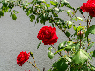 庭に咲く赤い薔薇の花