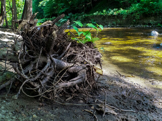 Large Up Rooted Large Tree Base By A Shallow River
