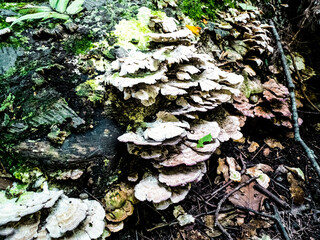 White Mushroom Cluster With Plants and Wet Land