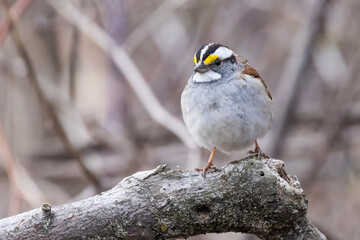  white-throated sparrow (Zonotrichia albicollis)