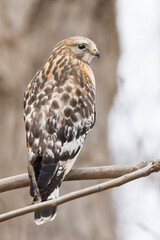  red-shouldered hawk (Buteo lineatus) hunting snakes