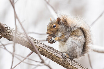  eastern gray squirrel (Sciurus carolinensis) eating walnuts 
