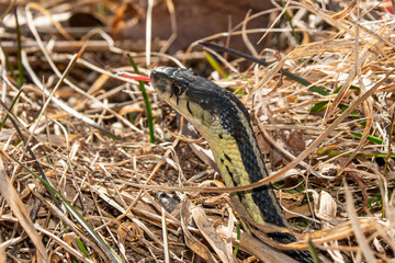 Common garter snake