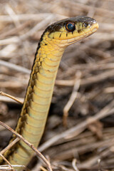 close up of a snake